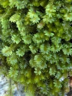 Yew-leaved Earwort thumbnail 1