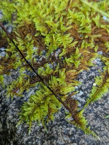 Dieck's hypnum moss