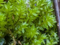 Large Hair Moss thumbnail 1
