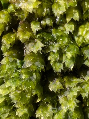Sharpleaf Hookeria Moss