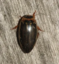 Coptotomus longulus thumbnail 4