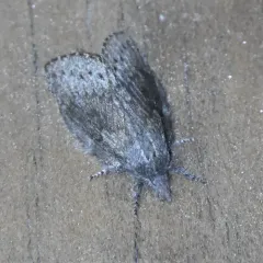 Riley's Lappet Moth thumbnail 4