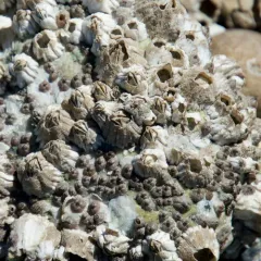 Little Brown Barnacle thumbnail 3