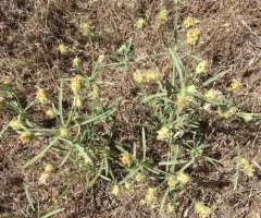 Sand Plantain thumbnail 4