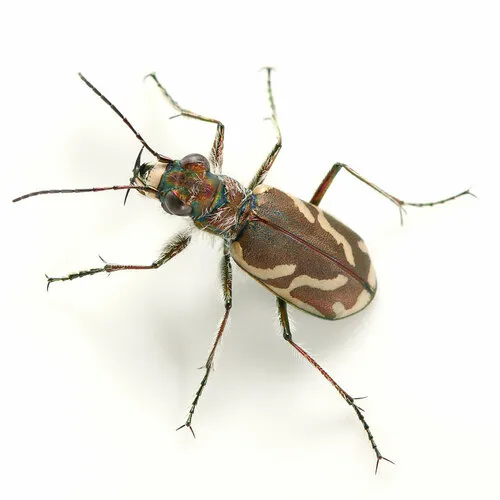 Pacific Coast Tiger Beetle