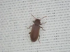 Microbregma emarginatum thumbnail 3