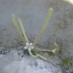 water mudwort thumbnail 3