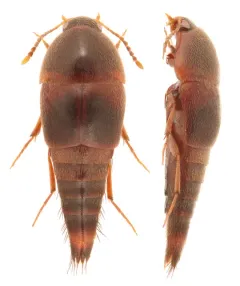 Sepedophilus crassus thumbnail 1