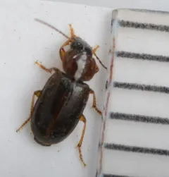 Adjoining Harp Ground Beetle thumbnail 4