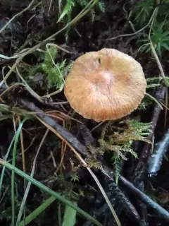Inocybe semifulva thumbnail 3
