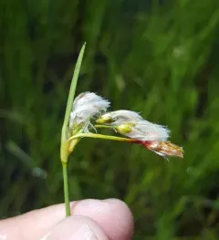 rough cottongrass thumbnail 4