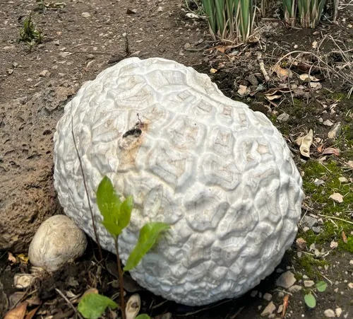 Western Giant Puffball