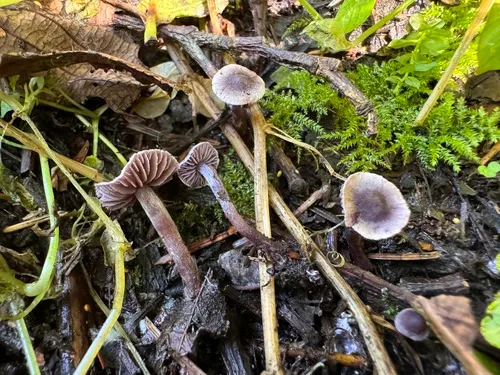 Cortinarius bibulus