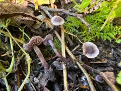 Cortinarius bibulus thumbnail 1