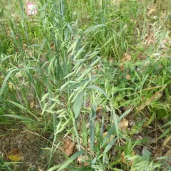 Common Oat thumbnail 4