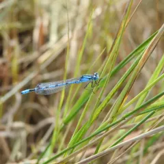 Boreal Bluet thumbnail 2