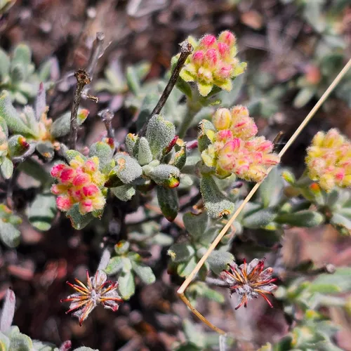 Crosby's buckwheat