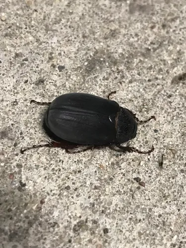 Phyllophaga prunina
