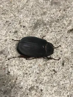 Phyllophaga prunina thumbnail 1