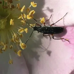 Grammoptera subargentata thumbnail 2
