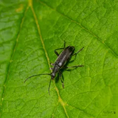 Grammoptera subargentata thumbnail 3