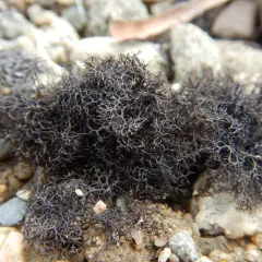 Fine Rockwool Lichen thumbnail 4