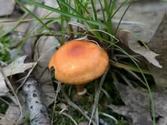 Cortinarius hesleri thumbnail 4
