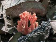 Ramaria subbotrytis thumbnail 2