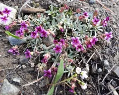snow dwarf primrose thumbnail 3