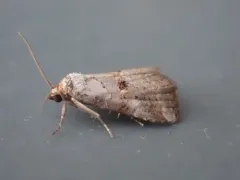 Yellow-spotted Graylet thumbnail 3