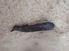 Ceraclea punctata thumbnail 4