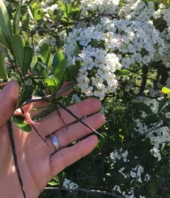 cockspur hawthorn thumbnail 3
