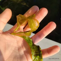 Broad-leaved Pondweed thumbnail 2