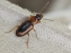 Stenolophus dissimilis thumbnail 4