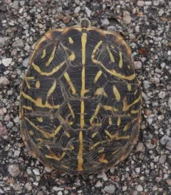 Ornate Box Turtle thumbnail 2
