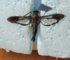 Clematis Clearwing Moth thumbnail 3