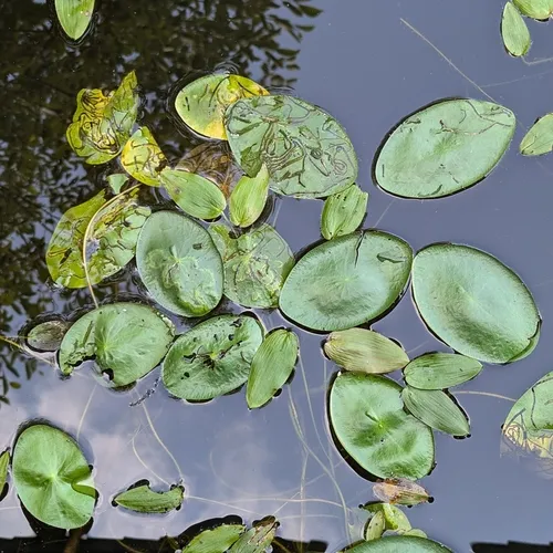 Polypedilum braseniae