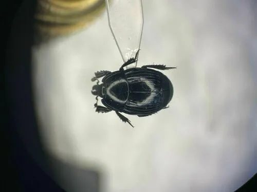 Margarinotus egregius