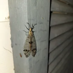 Eastern Spotted-winged Antlion thumbnail 3