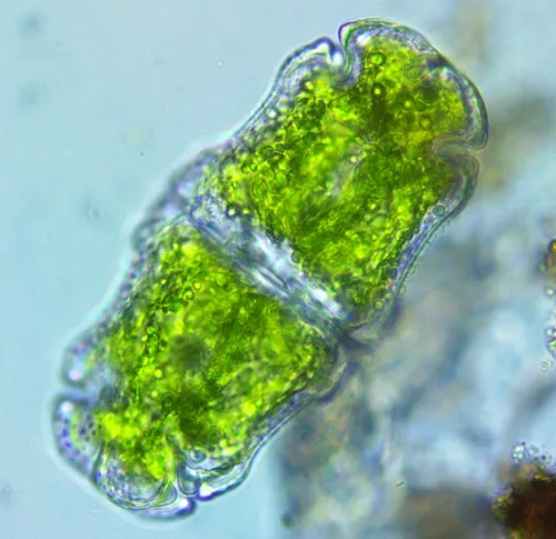 Euastrum crassum