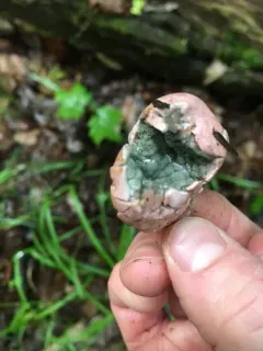 Phallogaster saccatus thumbnail 2