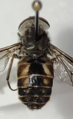 Broad-headed Horse Fly thumbnail 3