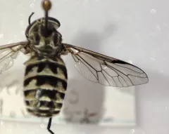 Hybomitra astuta thumbnail 4