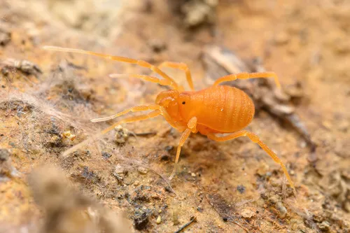 Texella bifurcata