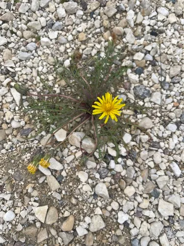 arctic dandelion