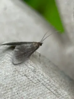 Pyrausta demantrialis thumbnail 3