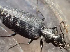 Sericoda bembidioides thumbnail 3