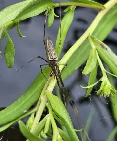 Elongate Stilt Spider thumbnail 3