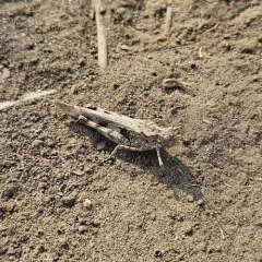 Groove-headed grasshopper thumbnail 4