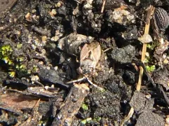 Western Big-eyed Bug thumbnail 2